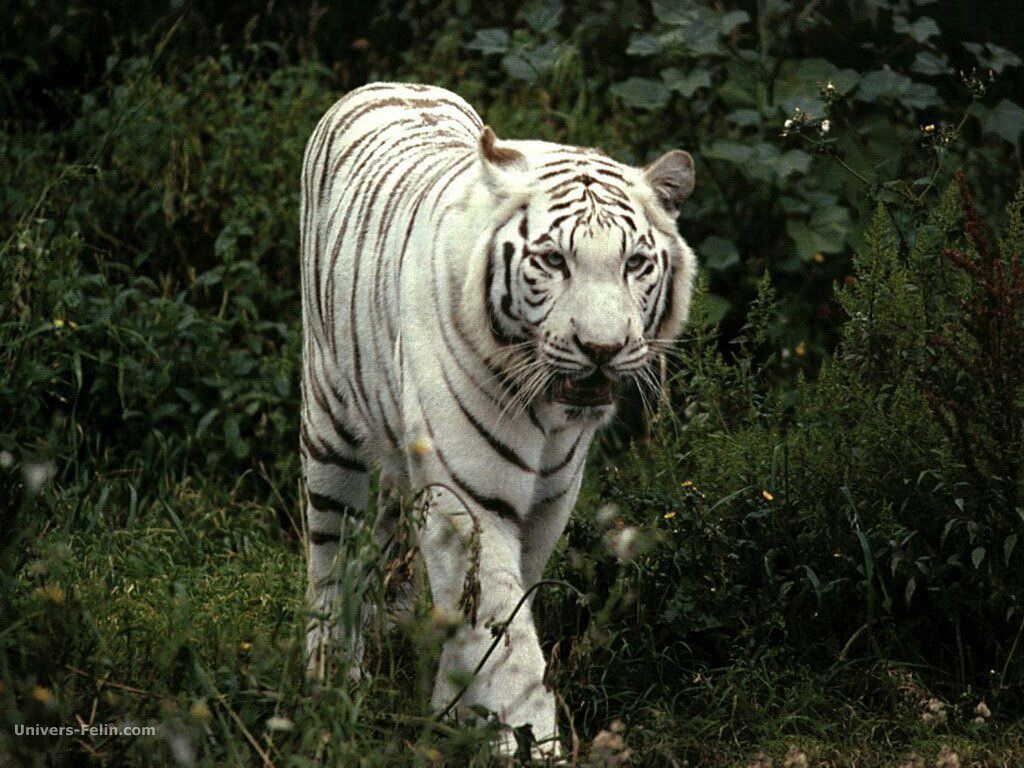 real_tigre_blanc_marchant.jpg