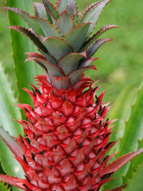 Ananas Rouge :D