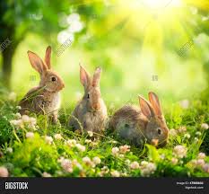 lapins bucoliques.jpg