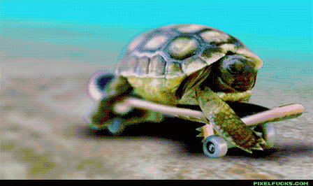 tortue.gif