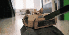 armee-chat-guerre-gif-1.gif