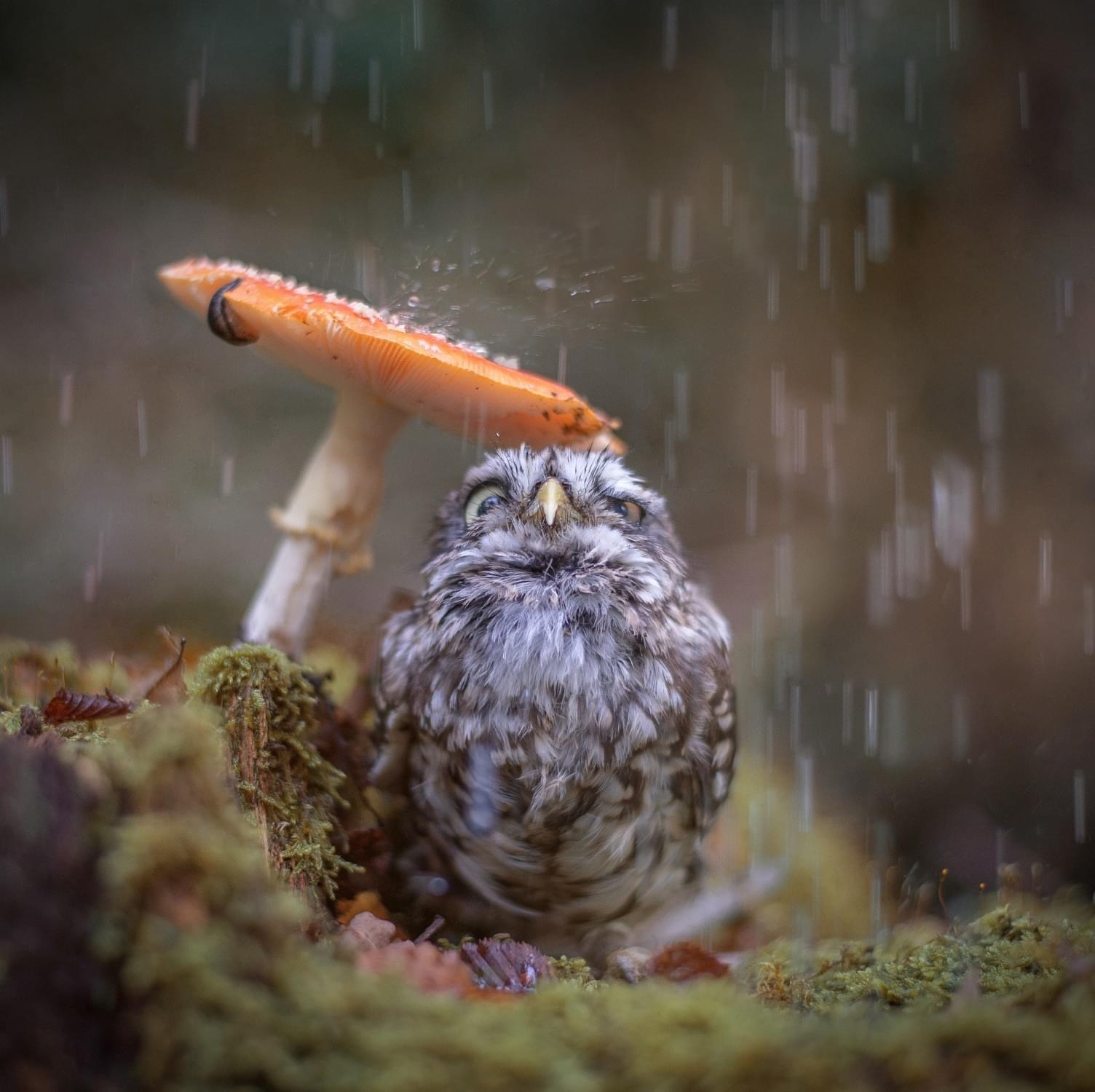 Oiseau+champignon.jpeg