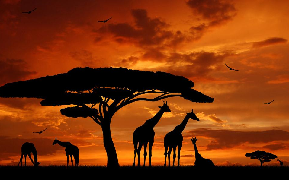 safari-afrique-girafes.png