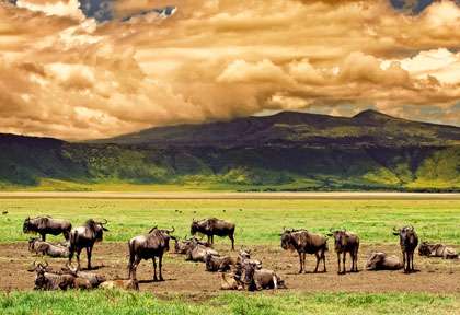 item_img_fr_tanzanie_ngorongoro_crater_wildebeests_shutterstock_travel_stock_212603380.jpg-420x288.jpg