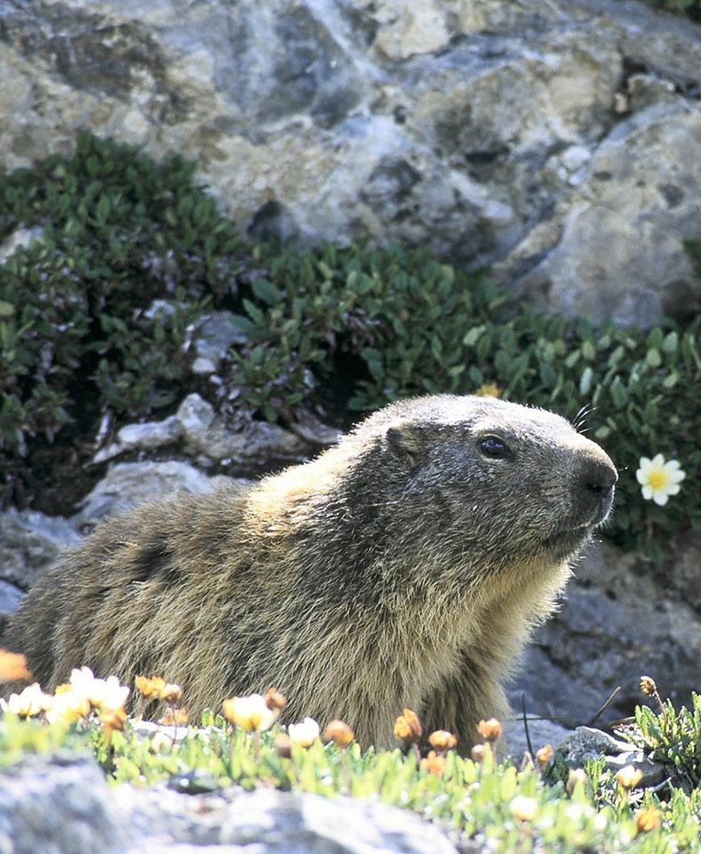 marmotte.jpg
