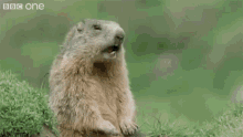 eh-hey.gif