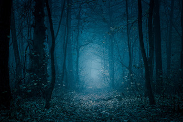 Forêt du silence.jpg