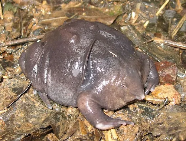 nasikabatrachus_sahyadrensis.jpg.webp